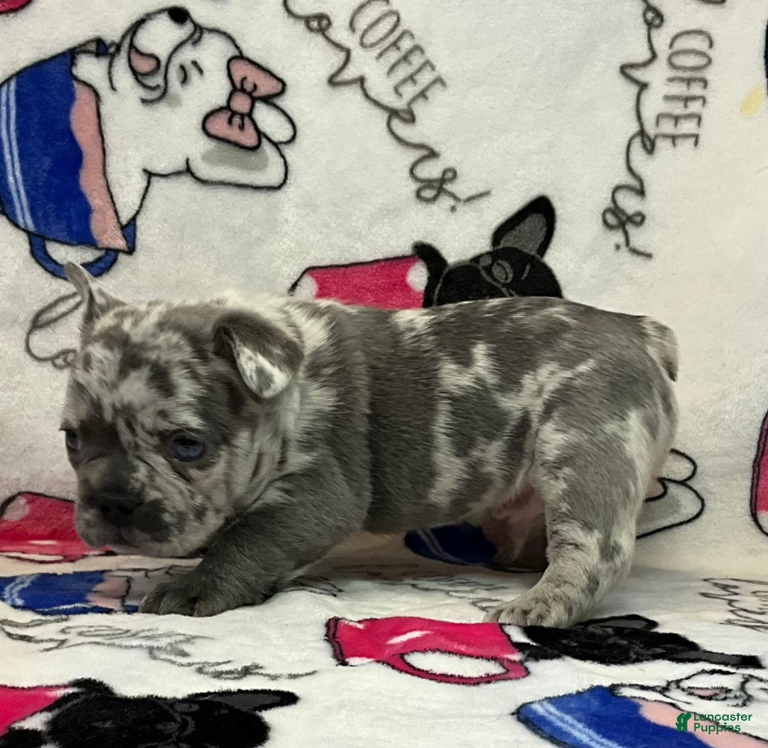 French Bulldog dogs for sale: Tracker - Ad 13