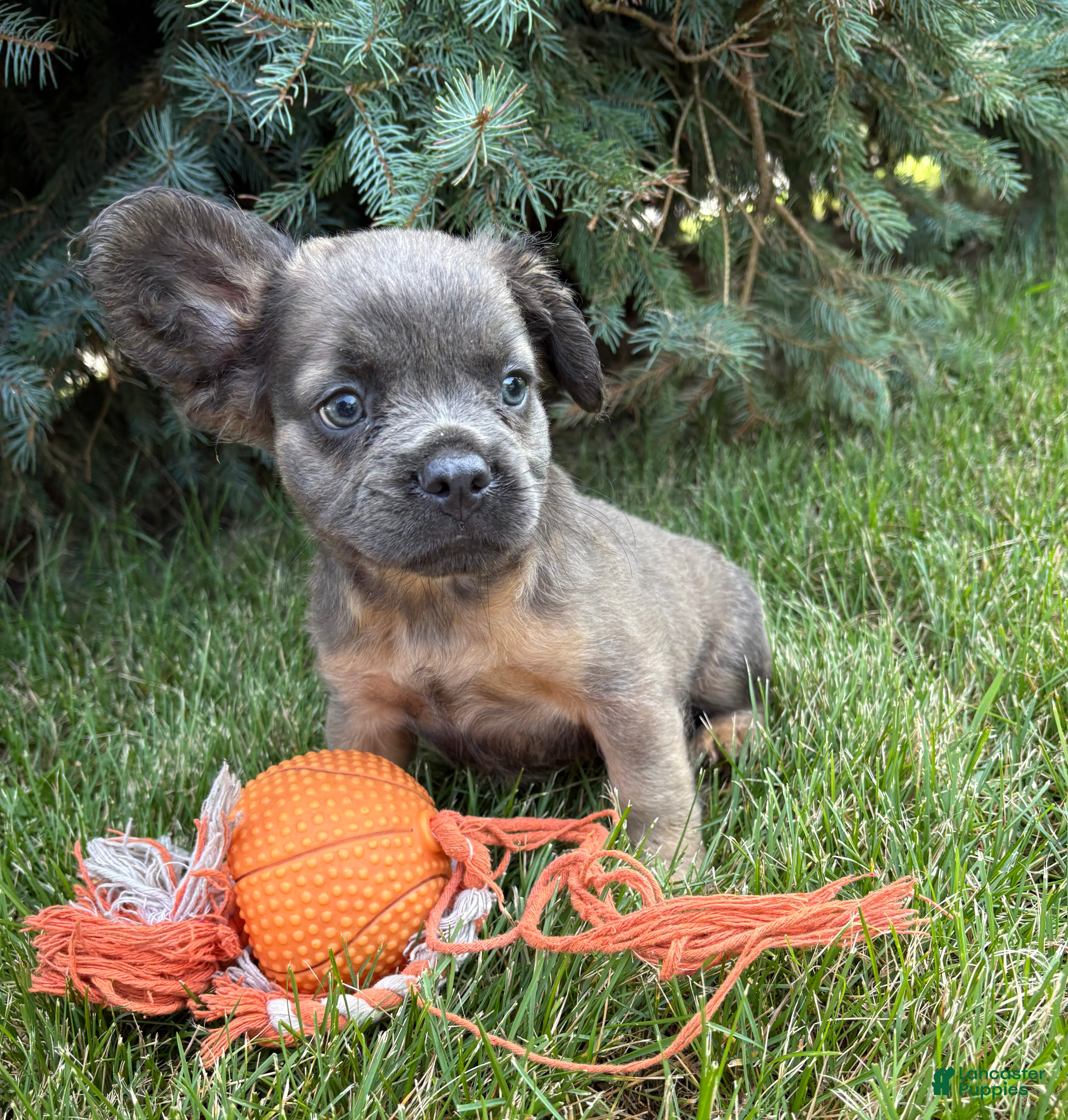 French Bulldog dogs Dakota Fluffy - Ad 2