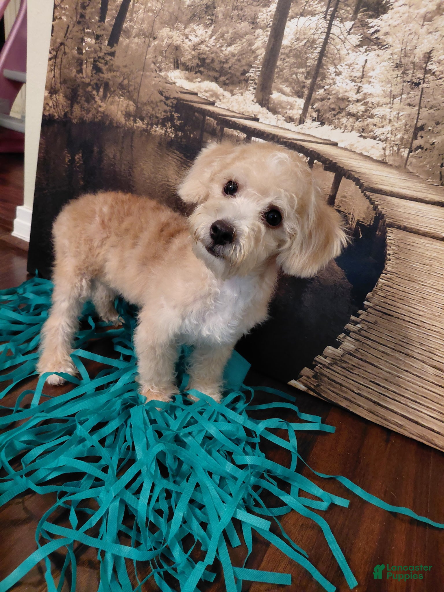 Yorkiepoo dogs Tuck - Ad 1