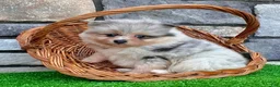 Pomeranian dogs for sale: Frosty - Ad 3