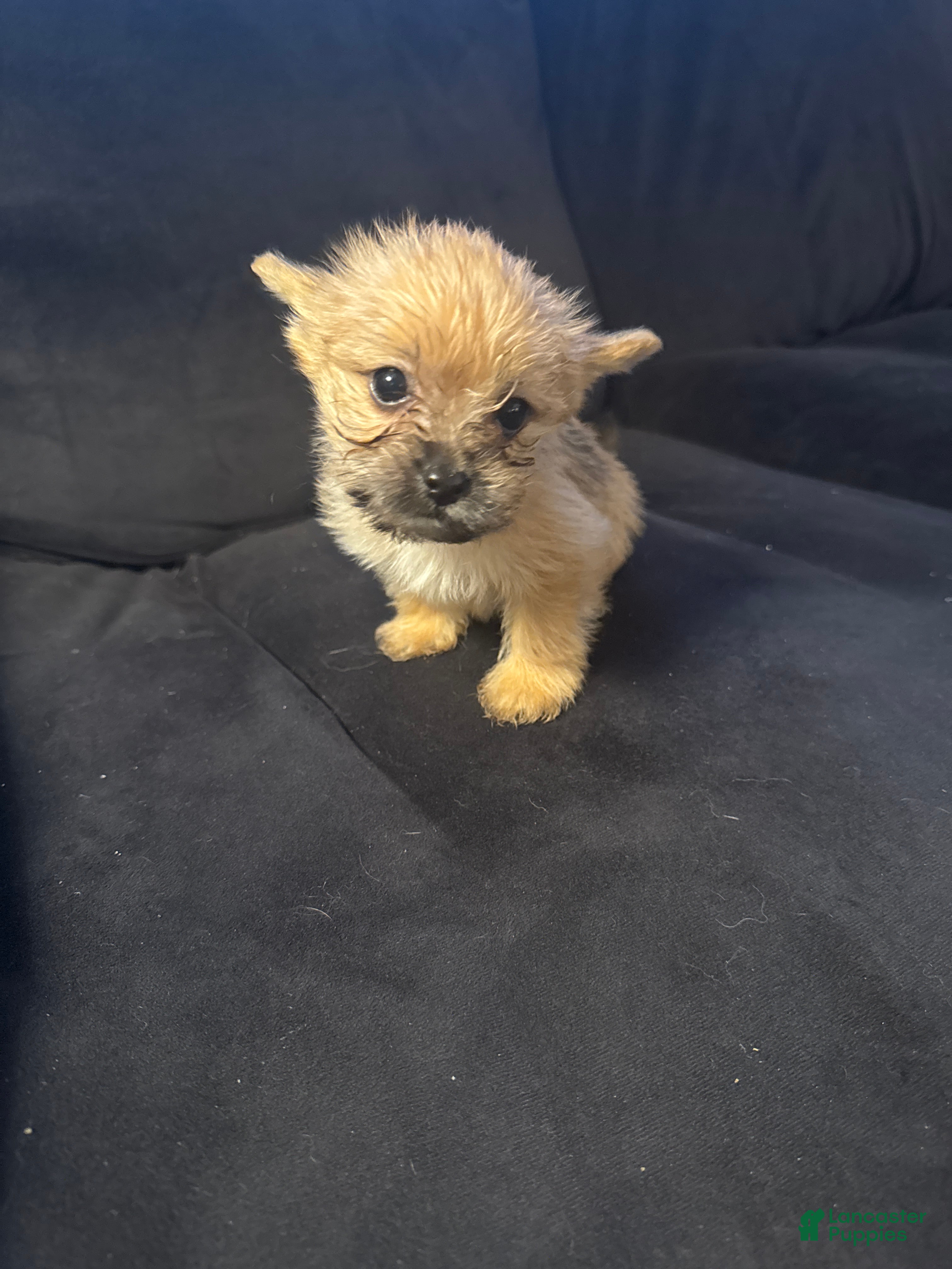 Mixed Breed dogs Leo  - Ad 36