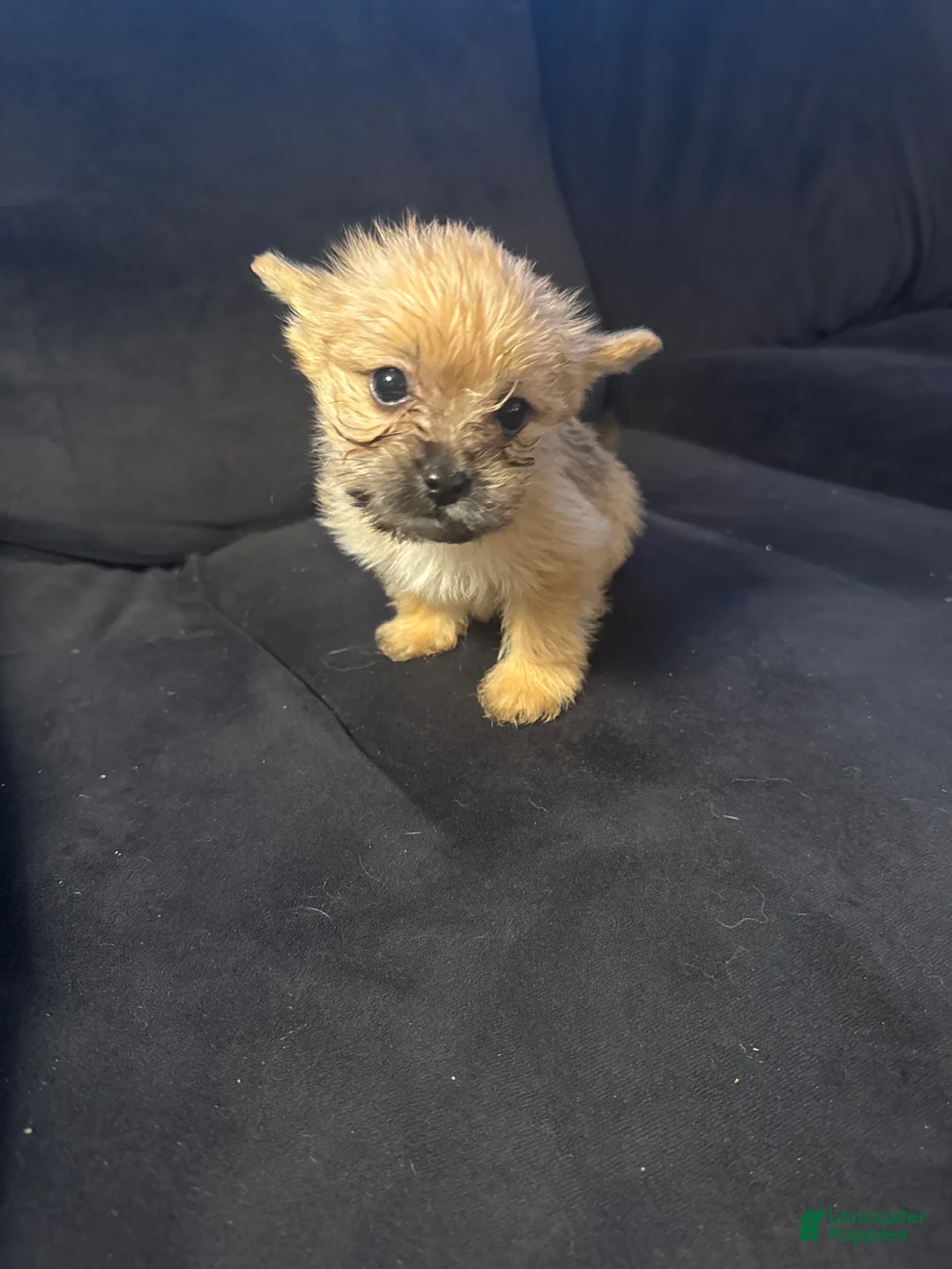 Mixed Breed dogs for sale: Leo  - Ad 1