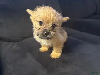 Mixed Breed dogs Leo - Ad 36