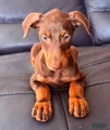 Doberman Pinscher Puppy 3