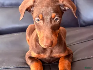 Doberman Pinscher dogs Doberman Pinscher Puppy 3 - Ad 2