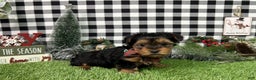 Yorkshire Terrier dogs for sale: Teddy - Ad 2