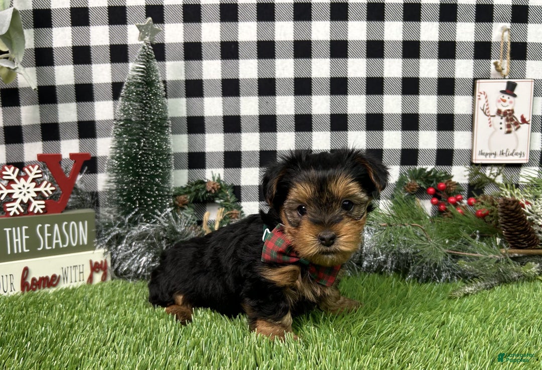 Yorkshire Terrier dogs for sale: Teddy - Ad 2