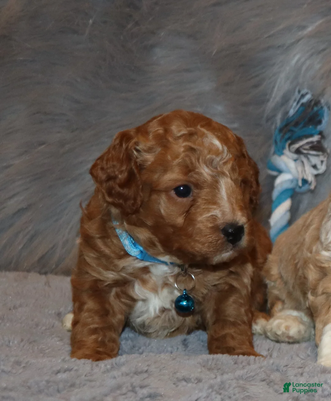 Mini Goldendoodle dogs for sale: Thomas 💙 Micro Miniature - Ad 22