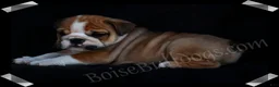 English Bulldog dogs for sale: Griff (M) - Ad 1