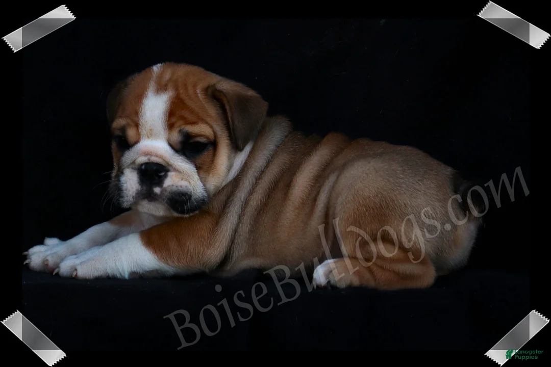 English Bulldog dogs for sale: Griff (M) - Ad 1