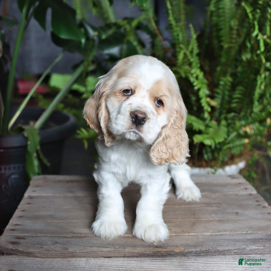 English Cocker Spaniel dogs Pickles - Ad 2