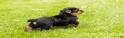 Yorkshire Terrier dogs for sale: Myran  - Ad 8