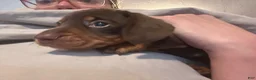 Miniature Dachshund dogs for sale: Pumpkin - Ad 1