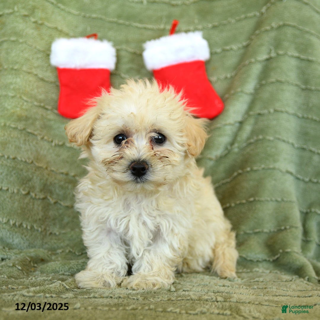 Mixed Breed dogs for sale: Sleepy - Ad 2