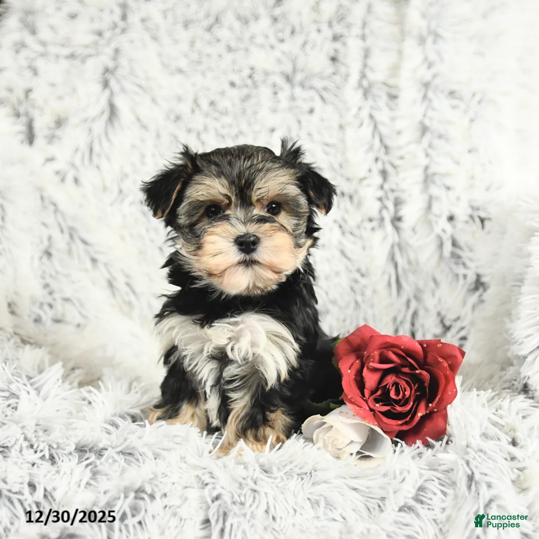 Morkie dogs for sale: Bella   - Ad 2