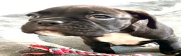 Boxer dogs for sale: Boxer 3 - Ad 1