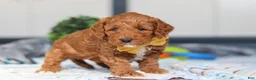 Mini Goldendoodle dogs for sale: Nadir - Ad 6