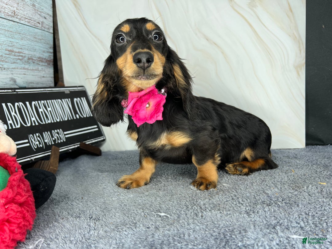 Miniature Dachshund dogs for sale: Ch imports - Ad 12