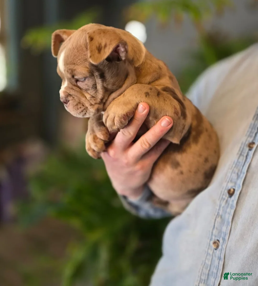 American Bully dogs for sale: Lucy - Ad 2