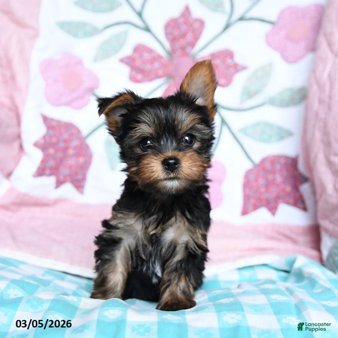 Yorkshire Terrier dogs for sale: Cocoa - Ad 5