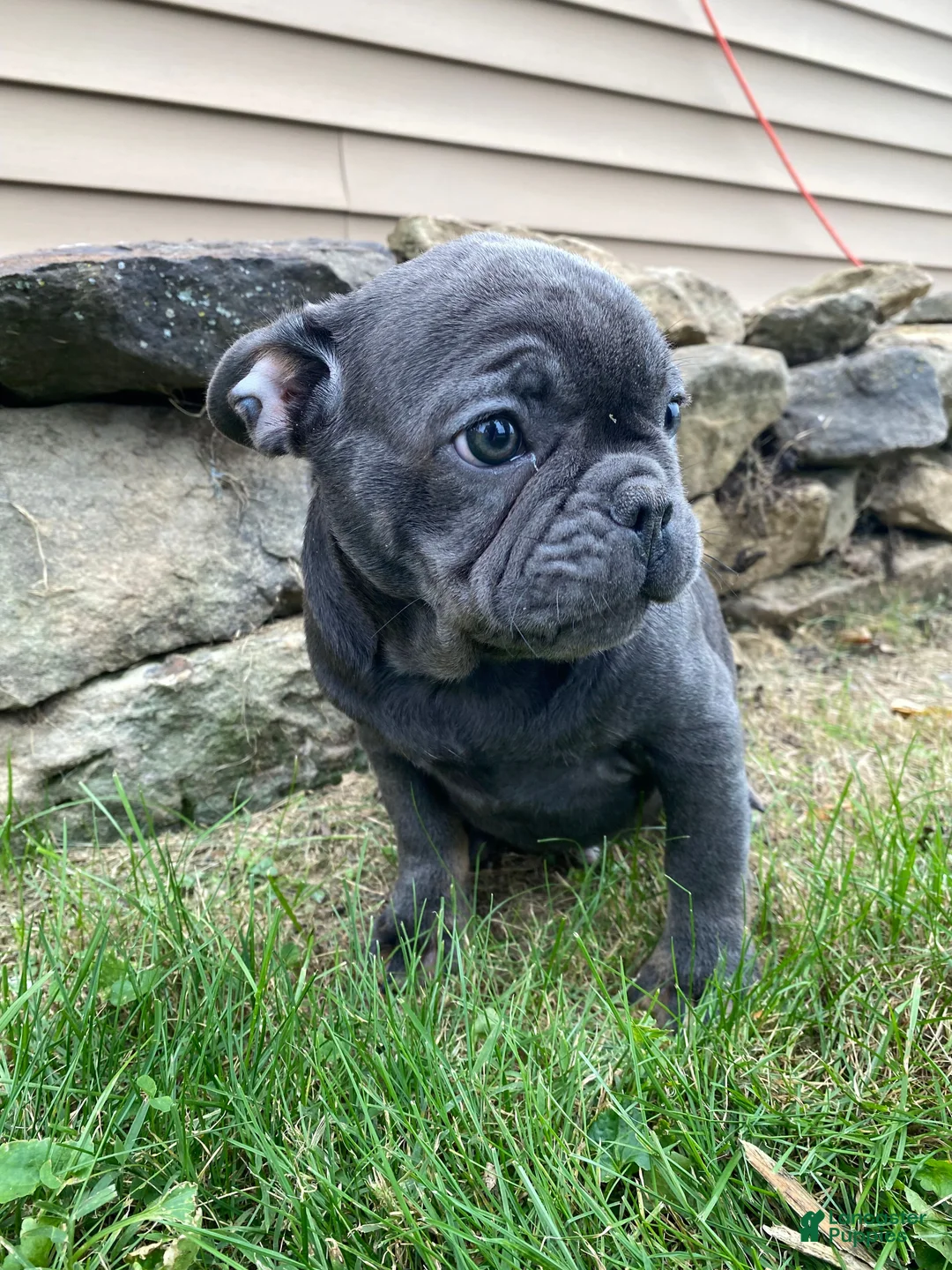 French Bulldog dogs for sale: Mork - Ad 1