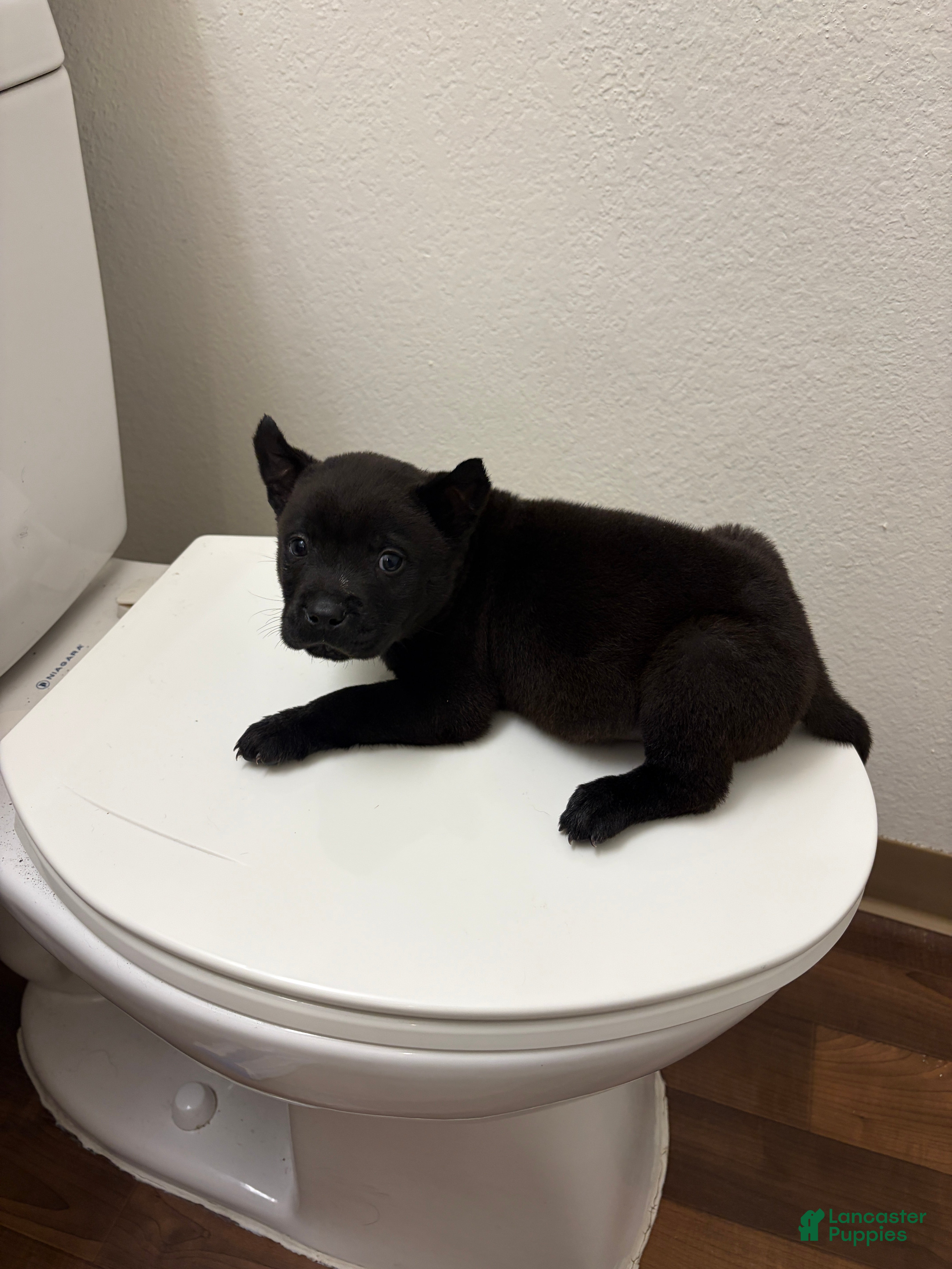 Mixed Breed dogs Mixed Breed Puppy 1 - Ad 11