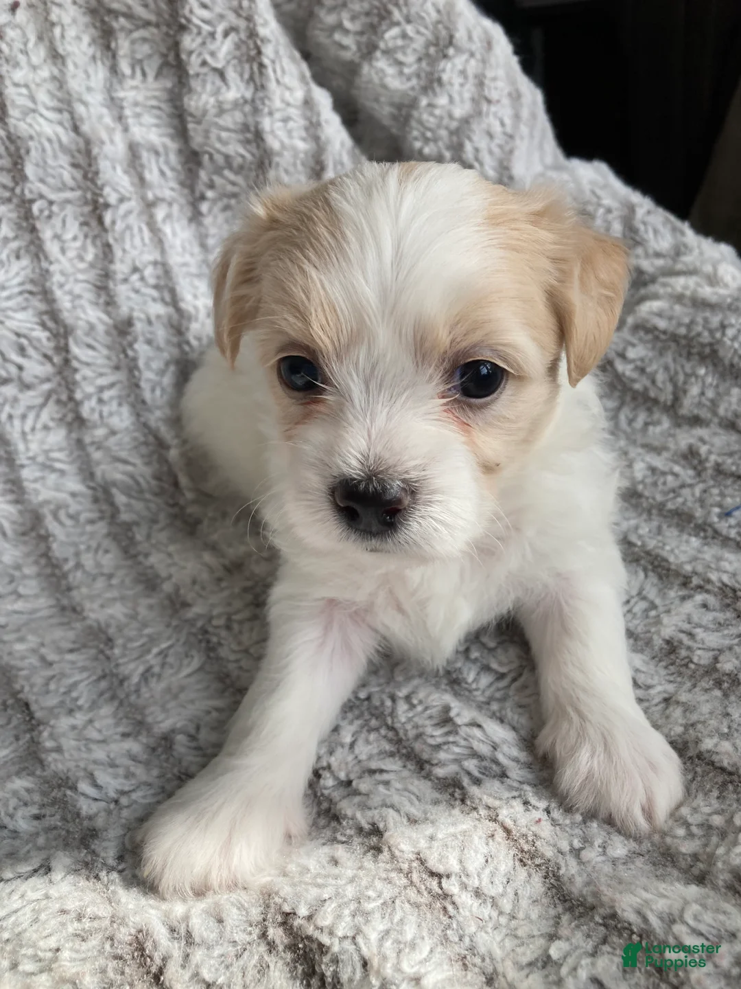 Mixed Breed dogs for sale: Carter - Ad 2