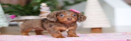 Miniature Dachshund dogs for sale: Elsa  - Ad 3