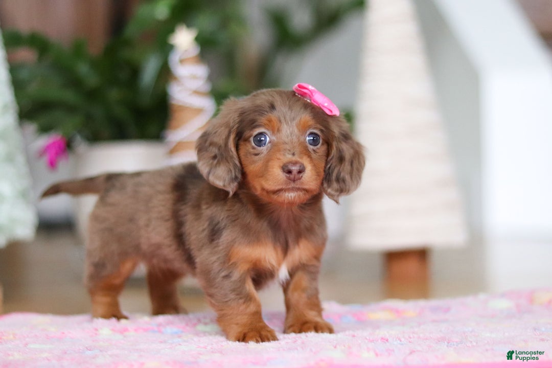 Miniature Dachshund dogs for sale: Elsa  - Ad 3