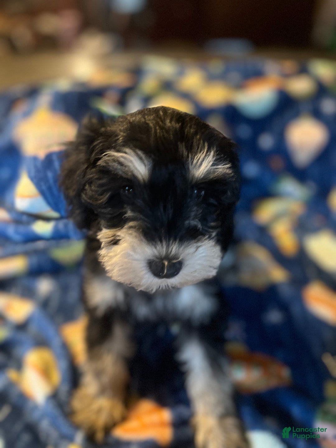 Miniature Schnauzer dogs for sale: Kali - Ad 20