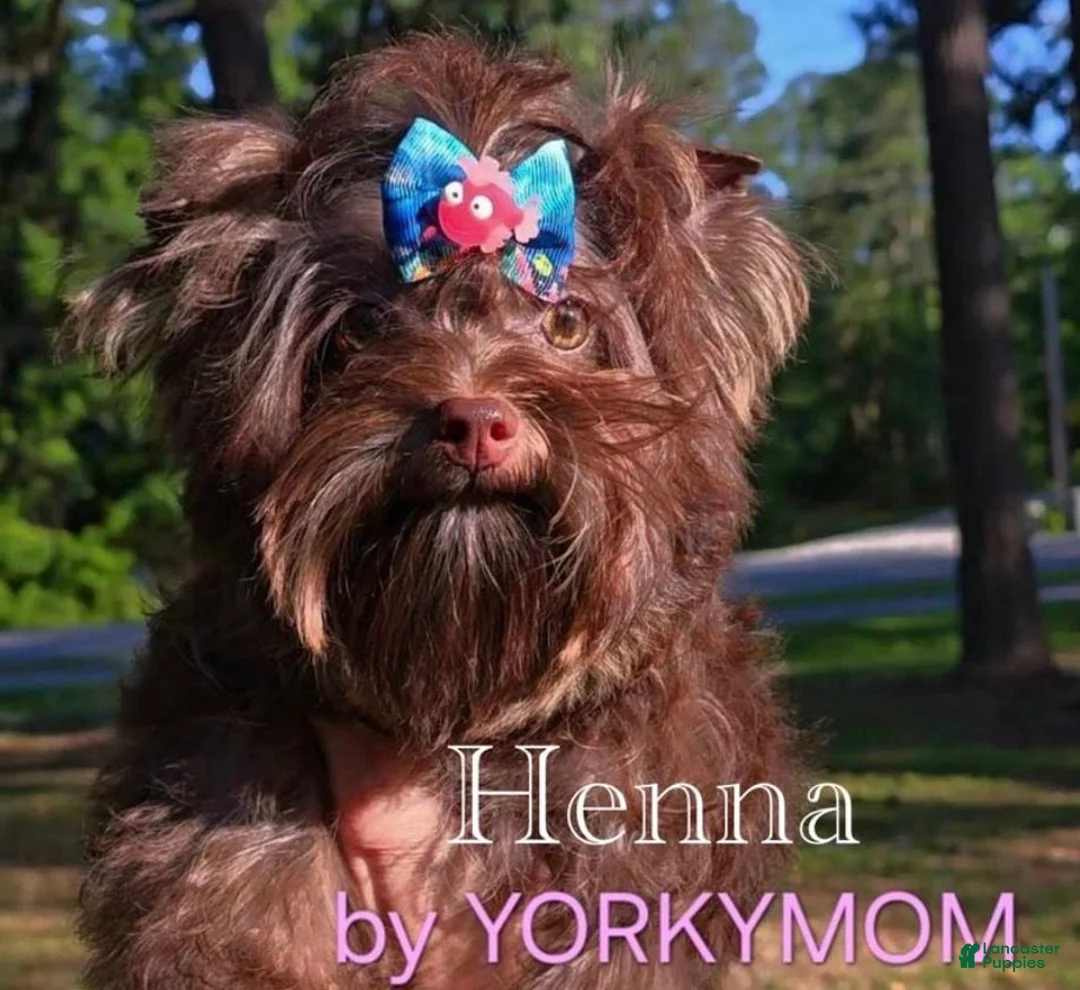 Yorkshire Terrier dogs for sale: Yorkshire Terrier 2 - Ad 3