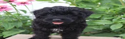 Mini Goldendoodle dogs for sale: Flora - Ad 4