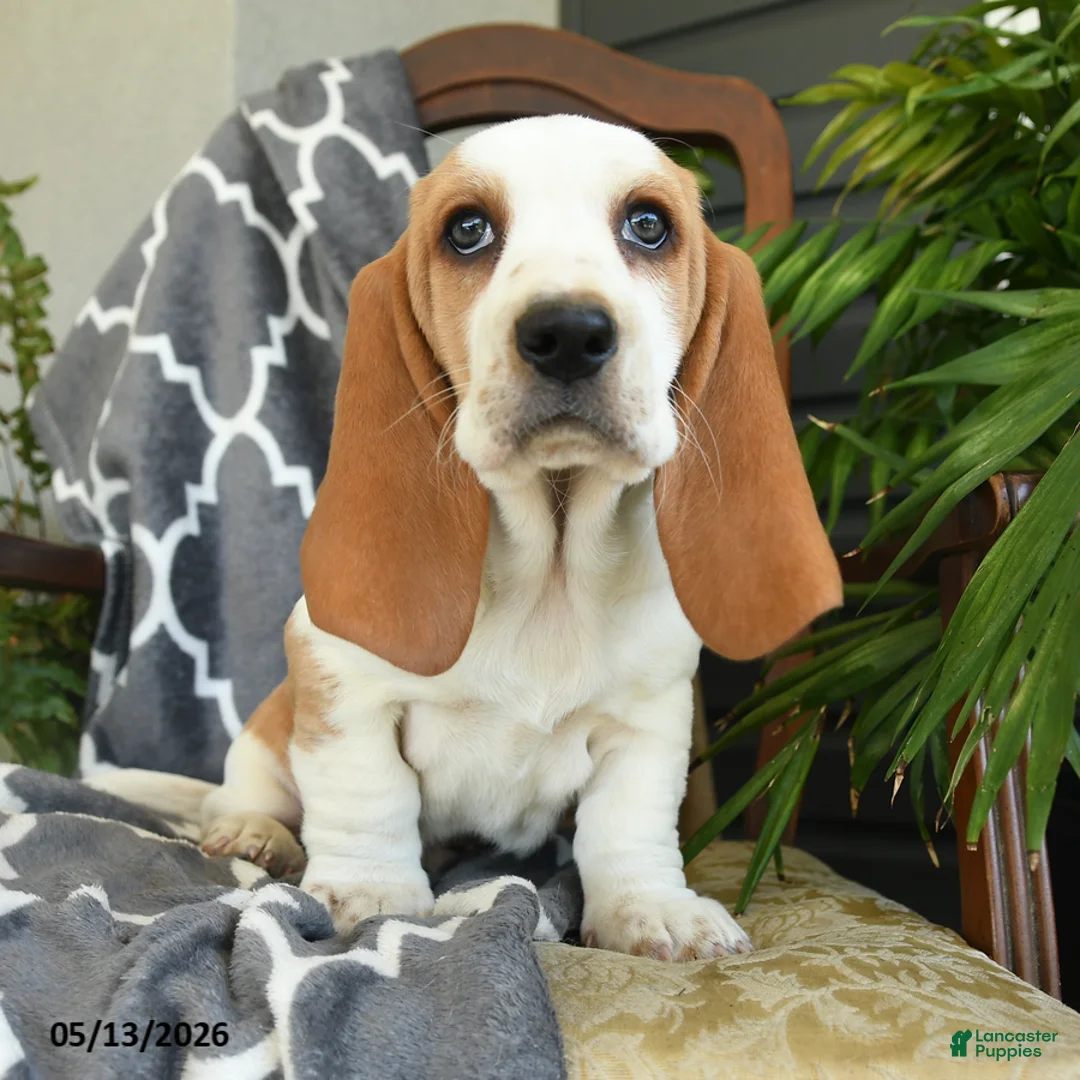 Basset Hound dogs for sale: Fanny - Ad 1