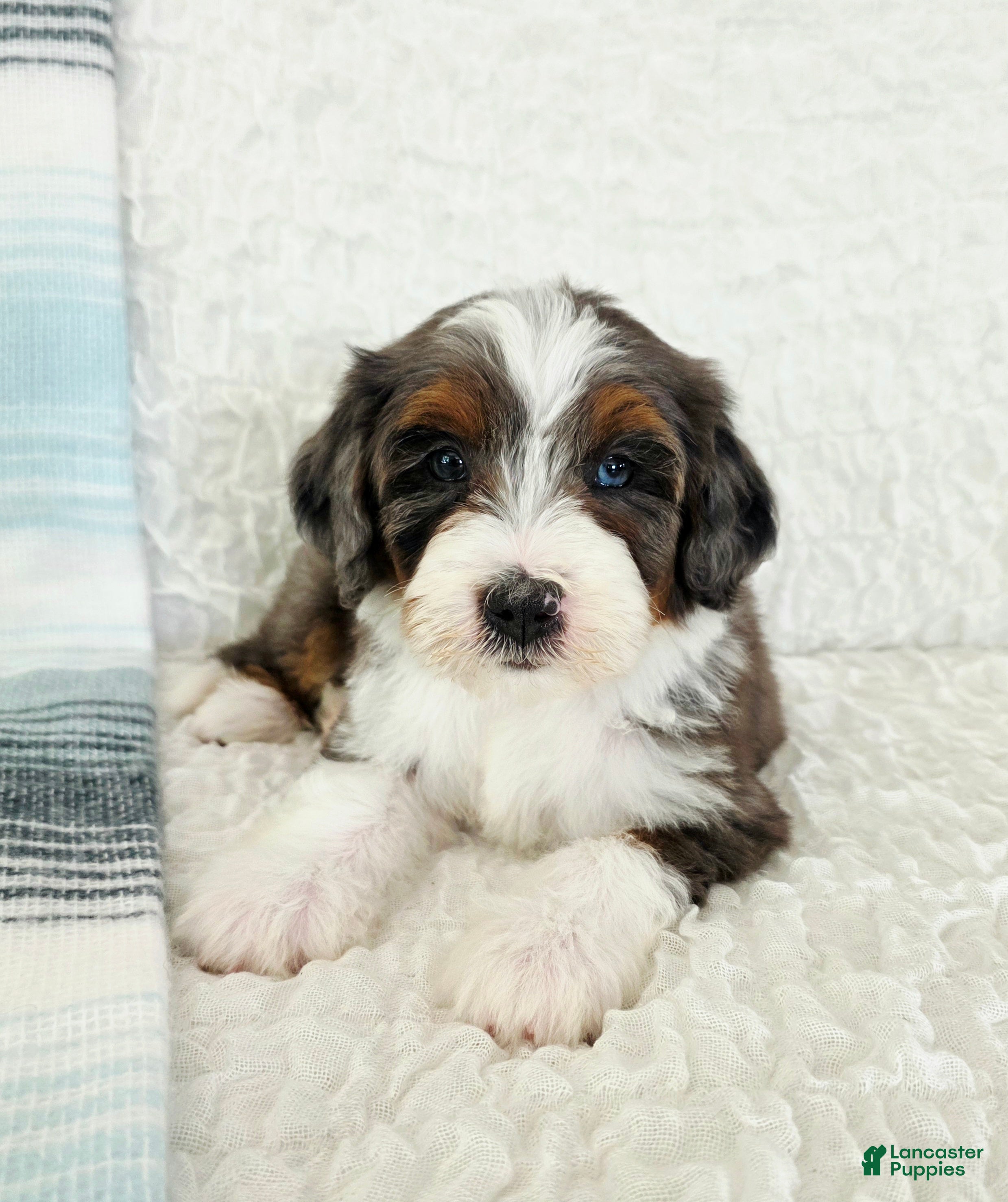 Bernedoodle dogs Asher - Ad 42