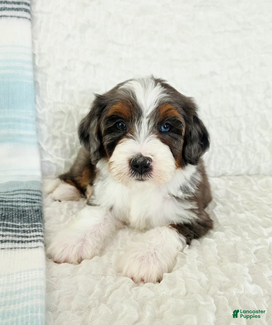 Bernedoodle dogs for sale: Asher - Ad 1