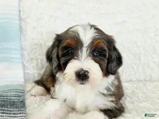 Bernedoodle dogs Asher - Ad 42