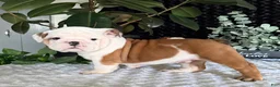 English Bulldog dogs for sale: Theo - Ad 6