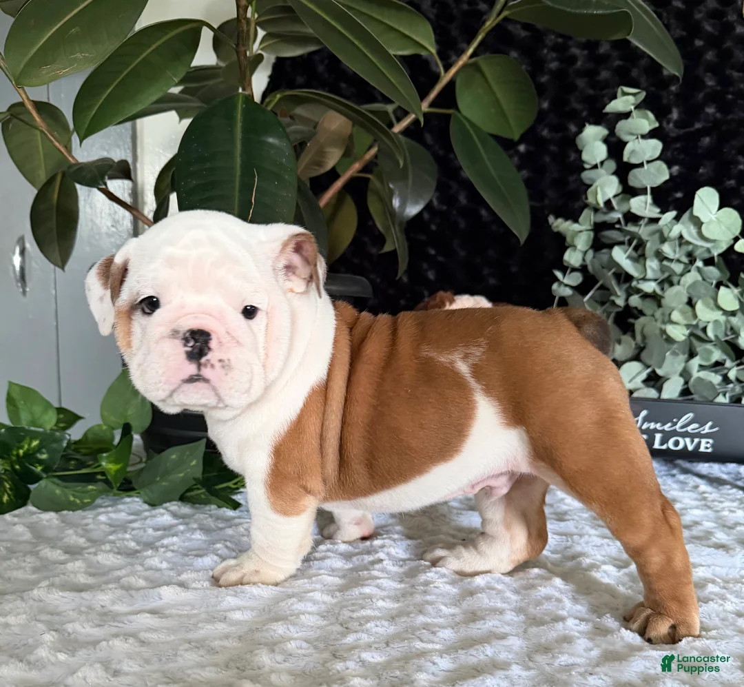 English Bulldog dogs for sale: Theo - Ad 6