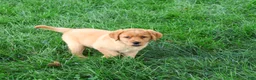 Labrador Retriever dogs for sale: Cristina - Ad 4