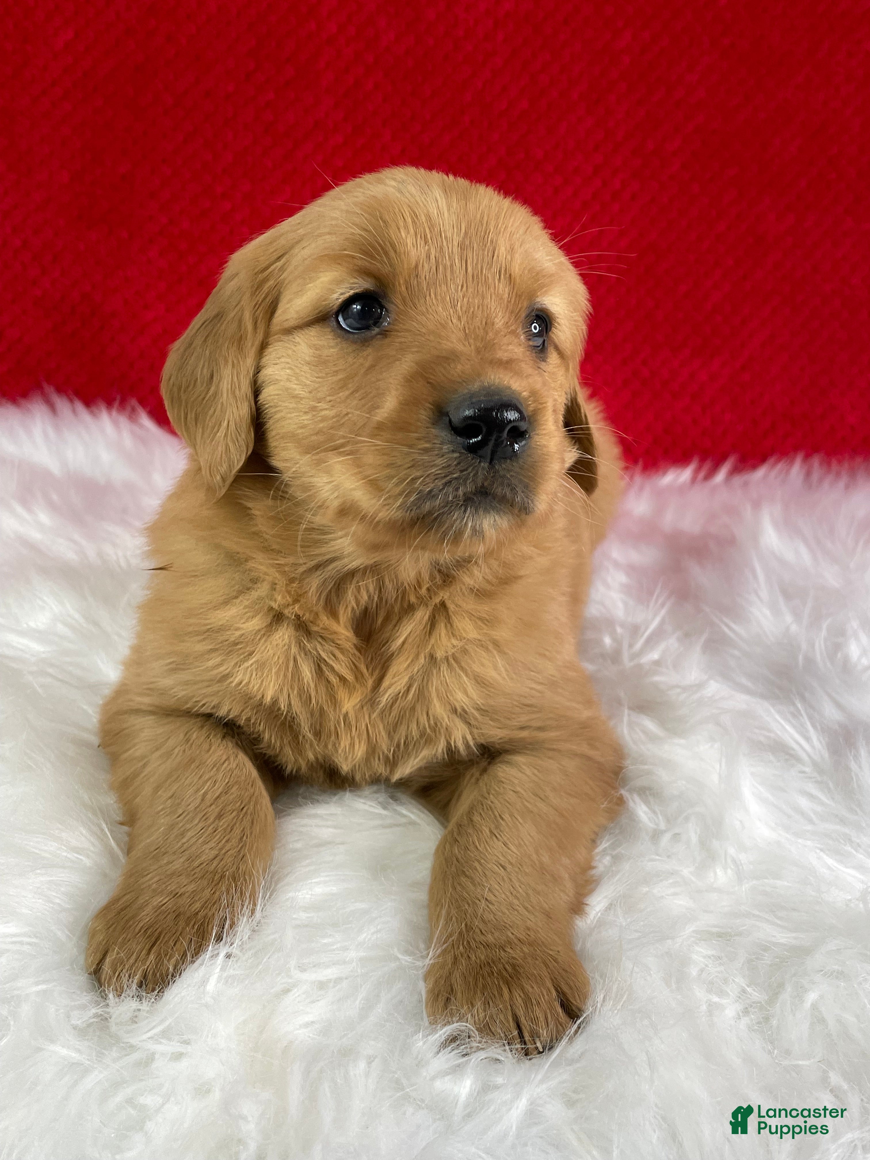 Golden Retriever dogs Scarlett - Ad 28