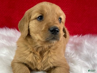 Golden Retriever dogs Scarlett - Ad 11