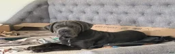 Cane Corso dogs for sale: Cane Corso 2 Caleese - Ad 6