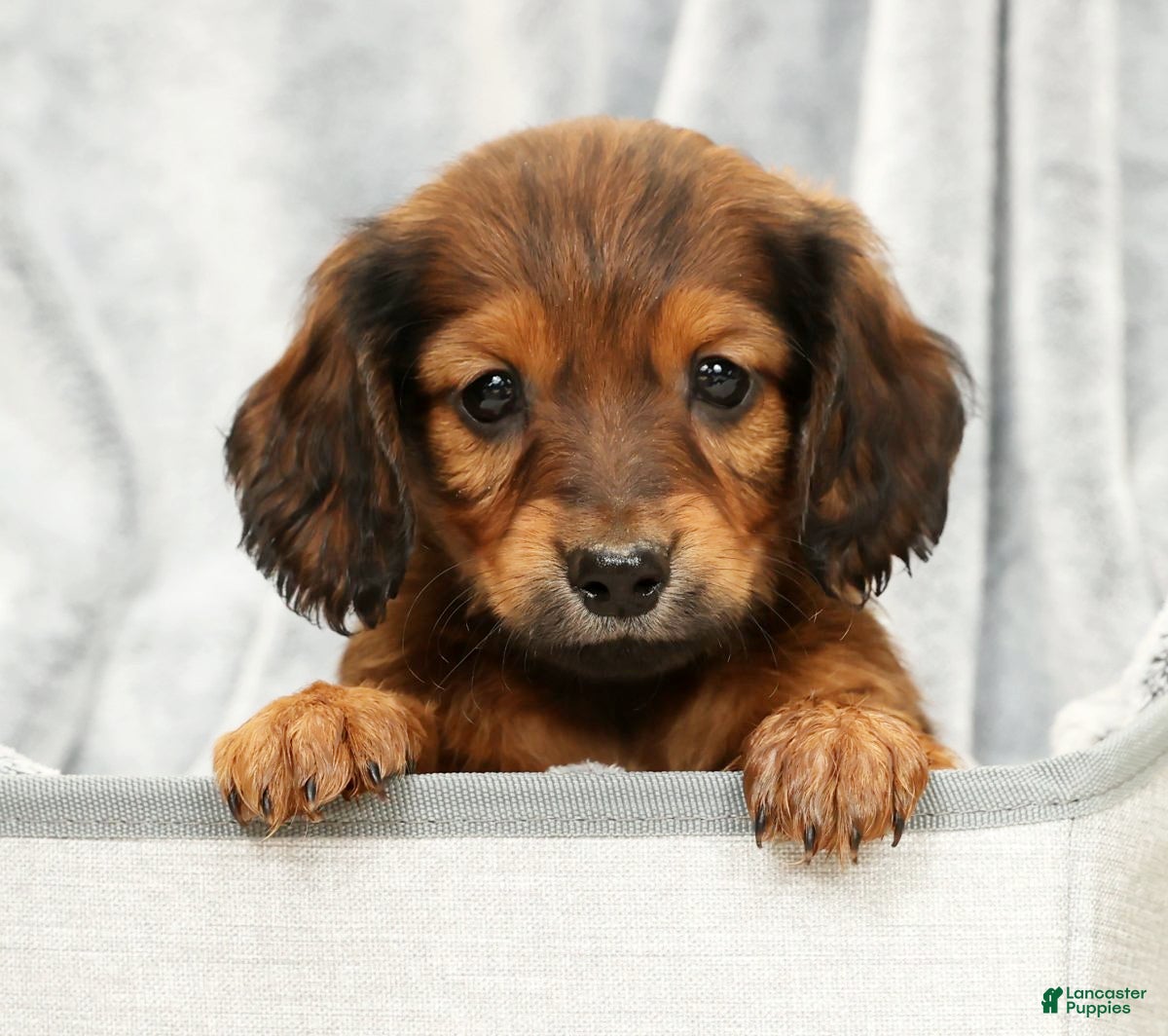 Miniature Dachshund dogs for sale: Teddy - Ad 1