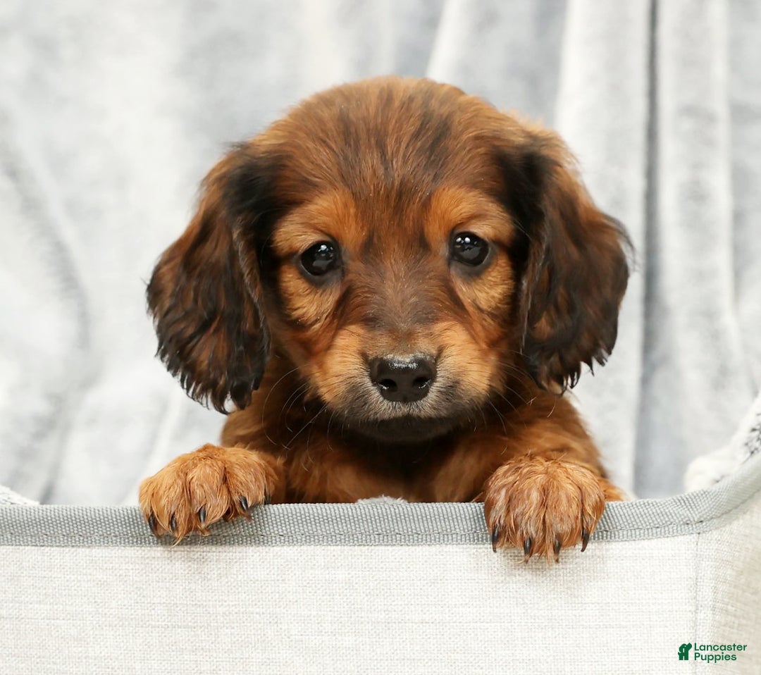 Miniature Dachshund dogs for sale: Teddy - Ad 7