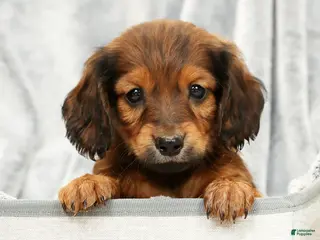 Miniature Dachshund dogs Teddy - Ad 12