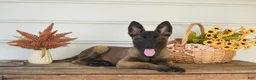 Belgian Malinois dogs for sale: Delilah - Ad 2