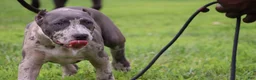 American Bully dogs for sale: Iris - Ad 9