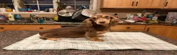 Miniature Dachshund dogs for sale: Chocolate & Cream AKC girl - Ad 5