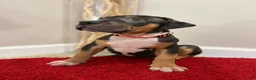 American Bully dogs for sale: American Bully Puppy 4 - Ad 2