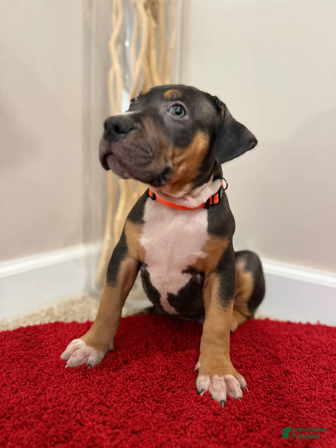 American Bully dogs for sale: American Bully Puppy 4 - Ad 2
